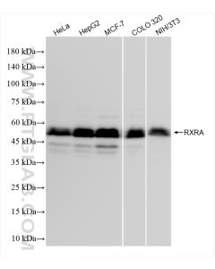 RXRA Recombinant monoclonal antibody proteintech 83796-5-RR