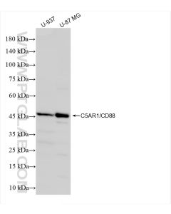 C5AR1/CD88 Recombinant monoclonal antibody proteintech 84336-6-RR