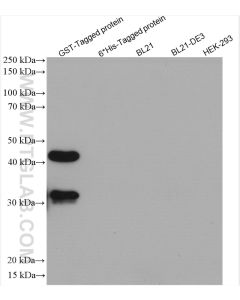 GST Tag Recombinant monoclonal antibody proteintech 80006-1-RR
