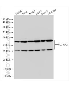 SLC30A2 Recombinant monoclonal antibody proteintech 83666-1-RR