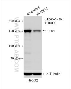 EEA1 Recombinant monoclonal antibody proteintech 81245-1-RR