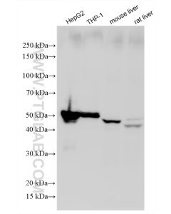 Perilipin-2 Recombinant monoclonal antibody proteintech 80362-2-RR