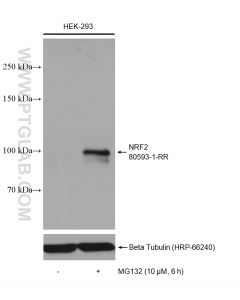 NRF2, NFE2L2 Recombinant monoclonal antibody proteintech 80593-1-RR