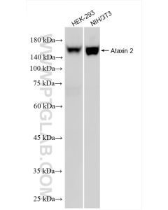 Ataxin 2 Recombinant monoclonal antibody proteintech 80919-2-RR