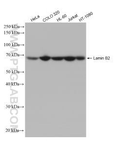 Lamin B2 Recombinant monoclonal antibody proteintech 82801-2-RR