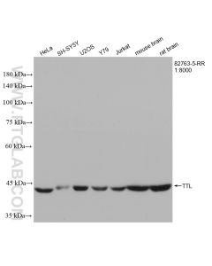 TTL Recombinant monoclonal antibody proteintech 82763-5-RR