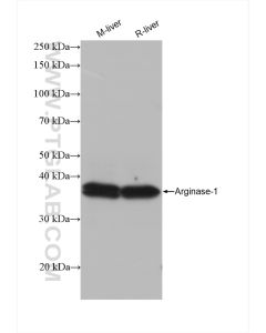 Arginase-1 Recombinant monoclonal antibody proteintech 82975-1-RR