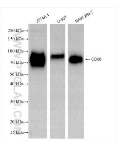 CD68 Recombinant monoclonal antibody proteintech 84596-4-RR