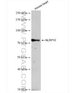 NLRP10 Recombinant monoclonal antibody proteintech 83131-8-RR