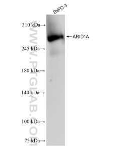 ARID1A Recombinant monoclonal antibody proteintech 83733-3-RR