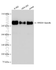 RREB1-Specific Recombinant monoclonal antibody proteintech 84048-1-RR