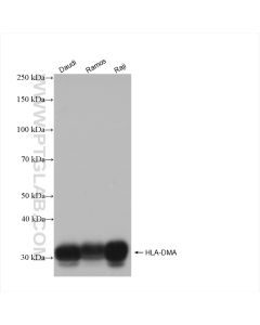 HLA-DMA Recombinant monoclonal antibody proteintech 82899-2-RR