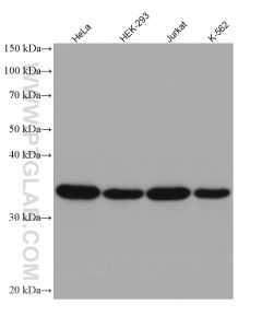 GAPDH (Human Specific) Recombinant monoclonal antibody proteintech 80570-1-RR