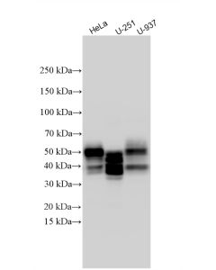uPAR/CD87 Recombinant monoclonal antibody proteintech 82953-2-RR