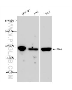 IFT88 Recombinant monoclonal antibody proteintech 82886-2-RR