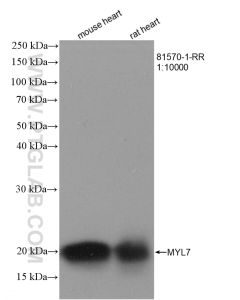 MYL7 Recombinant monoclonal antibody proteintech 81570-1-RR