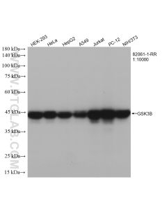 GSK3B Recombinant monoclonal antibody proteintech 82061-1-RR