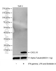 CXCL10/IP-10 Recombinant monoclonal antibody proteintech 85307-2-RR