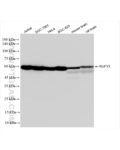 RUFY3 Recombinant monoclonal antibody proteintech 83601-2-RR