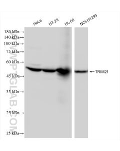 TRIM21 Recombinant monoclonal antibody proteintech 83530-3-RR