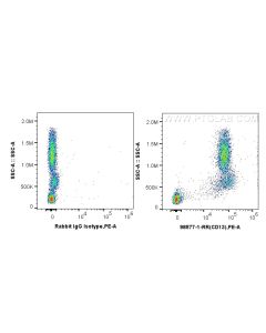 Anti-Human CD13 Rabbit Recombinant Antibody proteintech 98577-1-RR