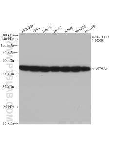 ATP5A1 Recombinant monoclonal antibody proteintech 82288-1-RR