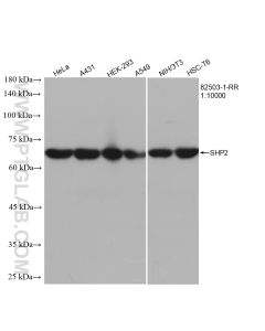 SHP2 Recombinant monoclonal antibody proteintech 82503-1-RR