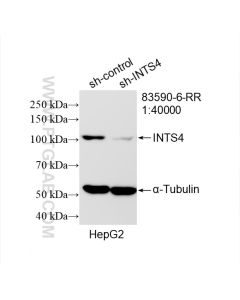 INTS4 Recombinant monoclonal antibody proteintech 83590-6-RR