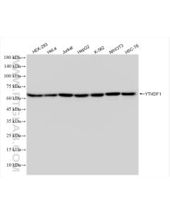 YTHDF1 Recombinant monoclonal antibody proteintech 80876-2-RR