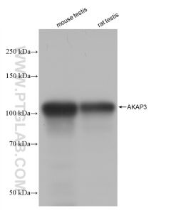AKAP3 Recombinant monoclonal antibody proteintech 82986-1-RR