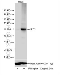 IFIT1 Recombinant monoclonal antibody proteintech 83423-1-RR