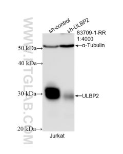 ULBP2 Recombinant monoclonal antibody proteintech 83709-1-RR
