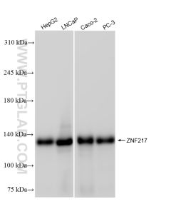 ZNF217 Recombinant monoclonal antibody proteintech 84276-1-RR