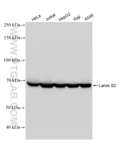 Lamin B2 Recombinant monoclonal antibody proteintech 82801-4-RR