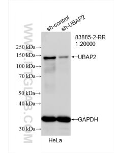 UBAP2 Recombinant monoclonal antibody proteintech 83885-2-RR