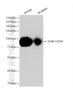 ICAM-1/CD54 Recombinant monoclonal antibody proteintech 83696-3-RR