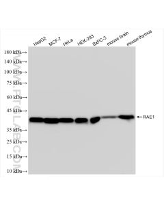 RAE1 Recombinant monoclonal antibody proteintech 83712-1-RR