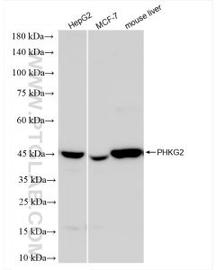 PHKG2 Recombinant monoclonal antibody proteintech 83663-2-RR
