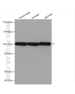 SYNPO Recombinant monoclonal antibody proteintech 80721-1-RR