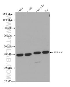 TDP-43 (N-terminal) Recombinant monoclonal antibody proteintech 80002-1-RR