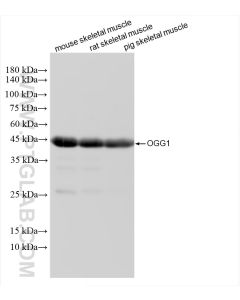 OGG1 Recombinant monoclonal antibody proteintech 83973-5-RR