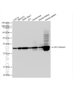 HO-1/Hmox1 Recombinant monoclonal antibody proteintech 83291-3-RR