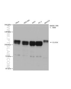 CLOCK Recombinant monoclonal antibody proteintech 82829-1-RR