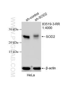 SOD2 Recombinant monoclonal antibody proteintech 83519-3-RR