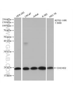 CHCHD2 Recombinant monoclonal antibody proteintech 82702-1-RR