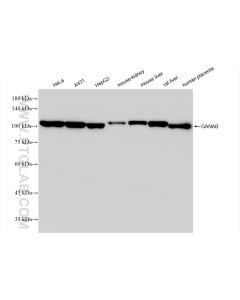 GANAB Recombinant monoclonal antibody proteintech 83324-1-RR
