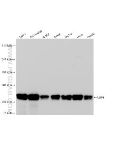 USP4 Recombinant monoclonal antibody proteintech 83734-2-RR