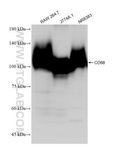 CD68 Recombinant monoclonal antibody proteintech 83014-5-RR
