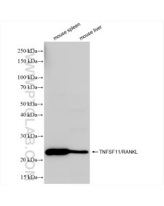 TNFSF11/RANKL Recombinant monoclonal antibody proteintech 84431-5-RR
