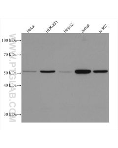 calreticulin Recombinant monoclonal antibody proteintech 80017-1-RR